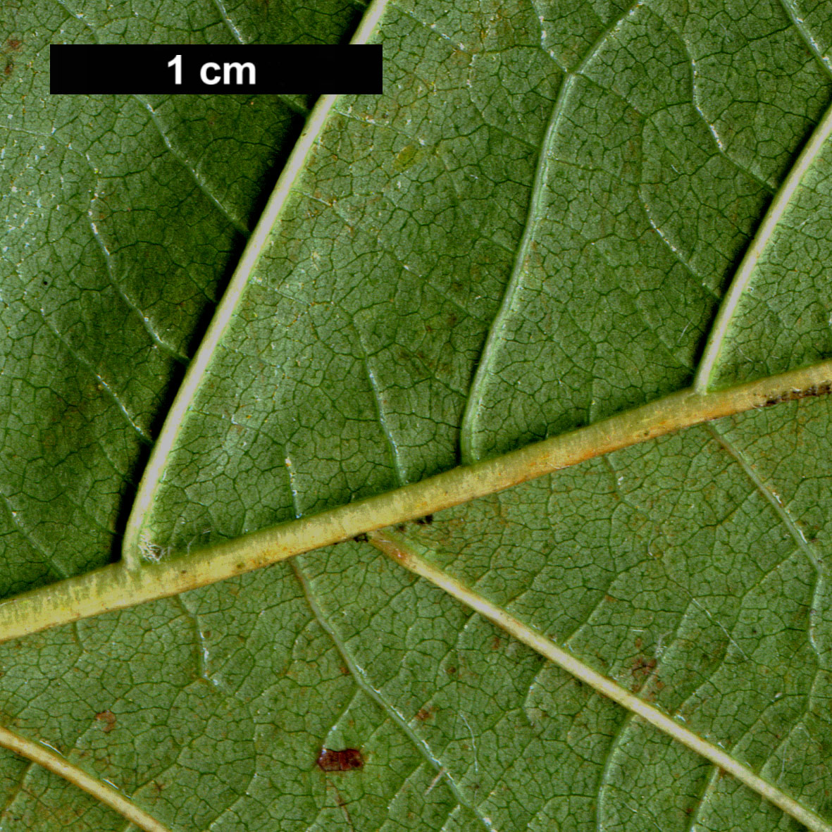 High resolution image: Family: Betulaceae - Genus: Alnus - Taxon: glutinosa - SpeciesSub: subsp. betuloides